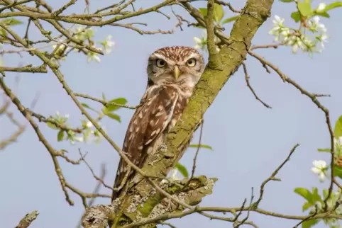 Der Steinkauz wurde in mehreren Teilen des Landkreises gesichtet. 