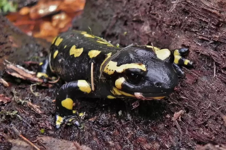 Auch der Feuersalamander lebt an der K 16 gefährlich.