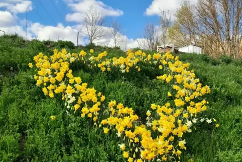 Da geht Blumenfreunden ein Herz auf: Zahlreiche Osterglocken blühen bei Birkweiler.