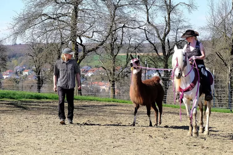 Yvette Hahmann-Ullrich und ihr Mann Tom Ullrich vom Glockenhof in Hengstbach trainieren Pferd Haroon und Lama Maylin, damit sie 