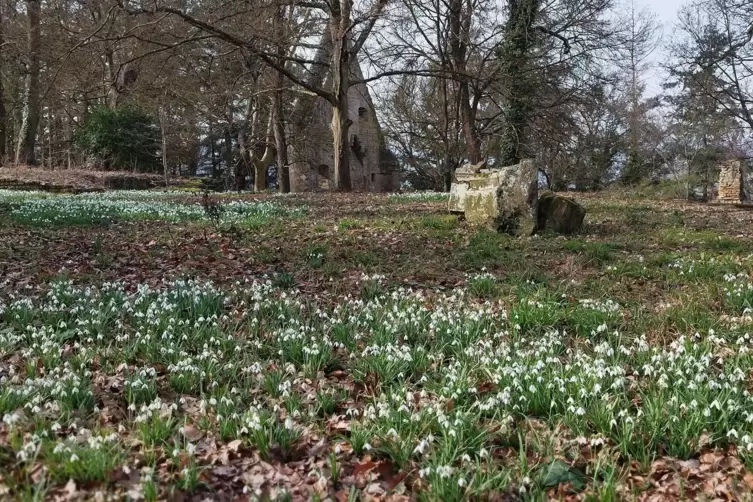 Die Klosterruine Disibodenberg in Odernheim lädt zur Führung ein. 