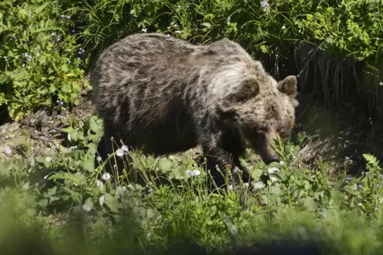 Ein Braunbär in der Slowakei.