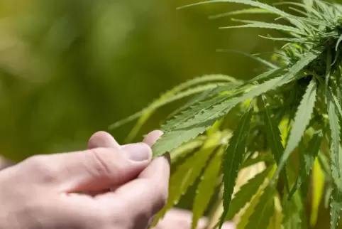 Die Julis schlagen als Modellort bei der Cannabis-Legalisierung vor.