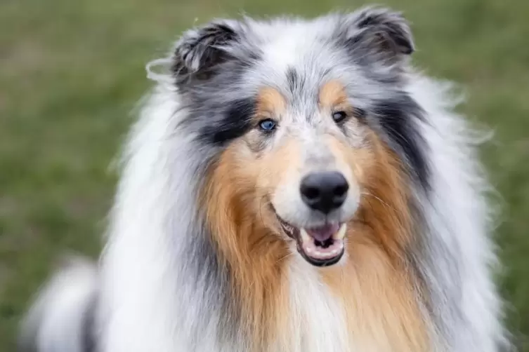 Bei den Obedience-Meisterschaften ist vor allem Gehorsam vom Hund gefragt.