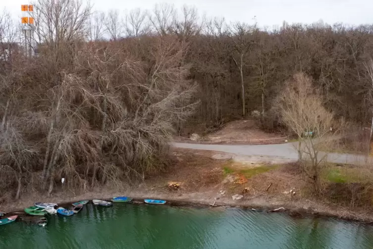 Die gerodete Fläche im Speyerer Auwald: Die Stadtverwaltung spricht inzwischen von einem „Klein-Kahlschlag“. 