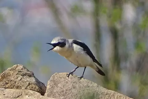 Der Steinschmätzer ist in der Region zu Hause.