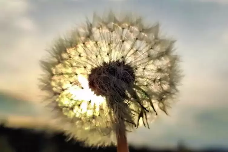 Die Sonne zeigt sich auch am Wochenende häufiger.