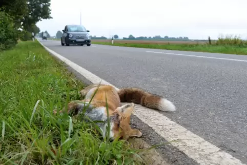 Von toten Füchsen kann eine Ansteckungsgefahr für andere Tiere ausgehen.