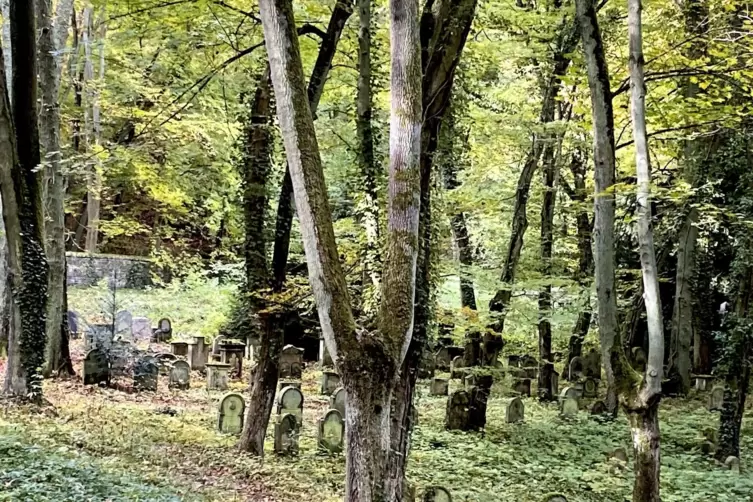 Auch für die Bäume auf dem jüdischen Friedhof ist die Stadt Kirchheimbolanden zuständig.