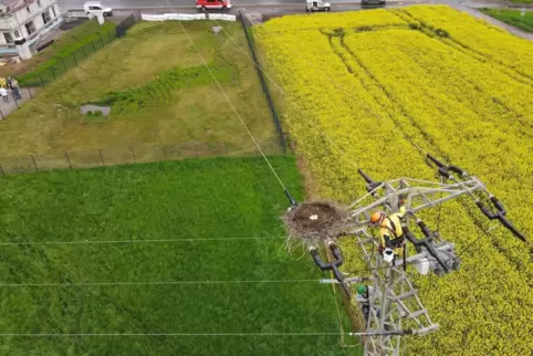 In Gefahr: Zumindest Teile des Nestes, das zwei Störche auf einem 20-Kilovolt-Masten bei Lohnsfeld errichtet haben, standen am v