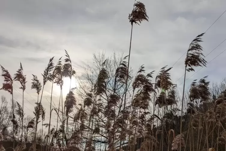 Auch wenn die Temperaturen die 20-Grad-Marke nicht knacken werden, spitzelt immerhin häufiger die Sonne durch die Wolken. 