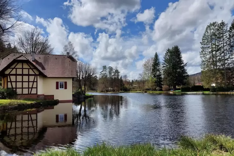 Ferienidylle in der Pfalz: Entenweiher in Ludwigswinkel. 