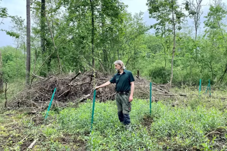 Auf einer Fläche mit neu gepflanzten Bäumen im Auwald: Förster Georg Spang. Im Hintergrund ist ein Haufen mit Totholz zu sehen. 