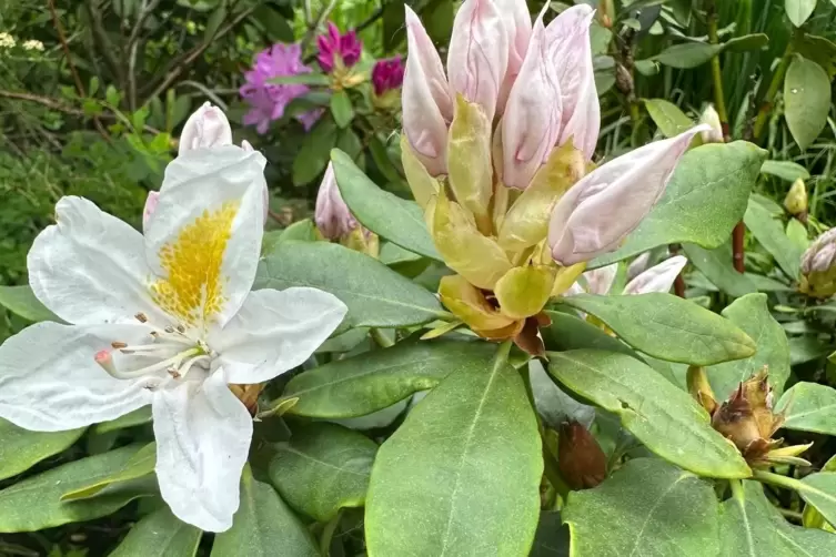 Ist der Rhododendron von einem Pilz befallen, helfen Zurückschneiden und biologische Schädlingsmittel. 