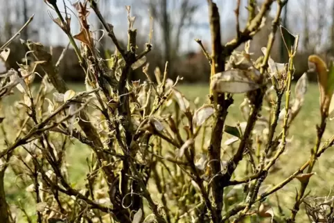 Die Raupen absammeln, rät die Gartenexpertin bei Befall mit dem Buchsbaumzünsler. 