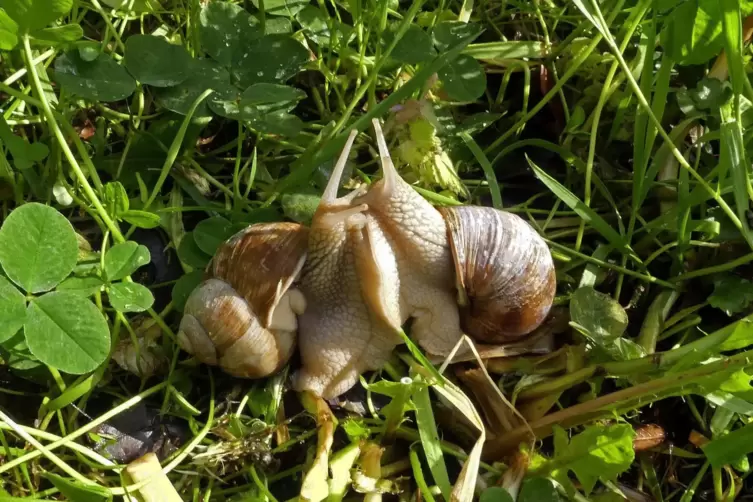 Das merkwürdige Verhalten paarungsreifer Schnecken. 