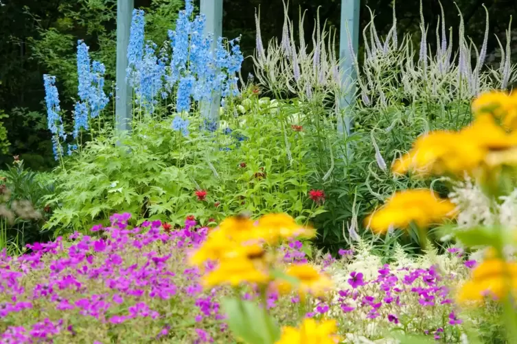 Rittersporn im Sommer zurückschneiden für zweite Blüte.