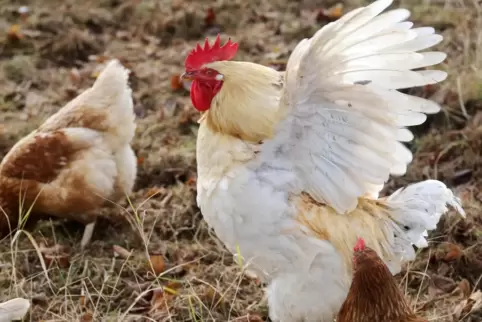 Kräht der Hahn zu früh am Morgen, droht dem Halter ein Bußgeld. 