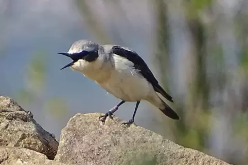 Umwelt- und Naturschutz hätten im Weisenheimer Rat keinen Platz, kritisieren die ehemaligen Ratsmitglieder der Grünen. Das Bild 