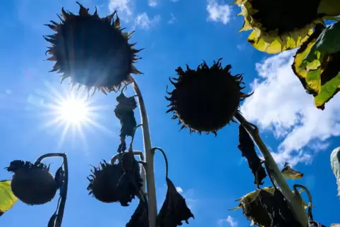 Vertrocknete Sonnenblumen auf einem Feld.