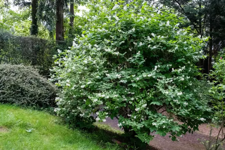 Bauernjasmin eignet sich als Hecken- und Solitärpflanze.