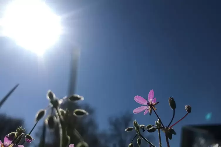 Auch in den nächsten Tagen dominiert die Sonne. Nur am Donnerstag und Freitag steigt das Risiko für Schauer und Gewitter ein wen