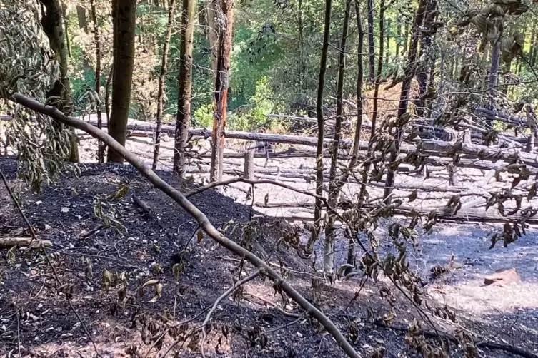 Schwarze Erde, verkohlte Bäume: So sieht es oberhalb des Hangs an der Bärenhalde aus, von dem am Dienstag der Waldbrand zwischen