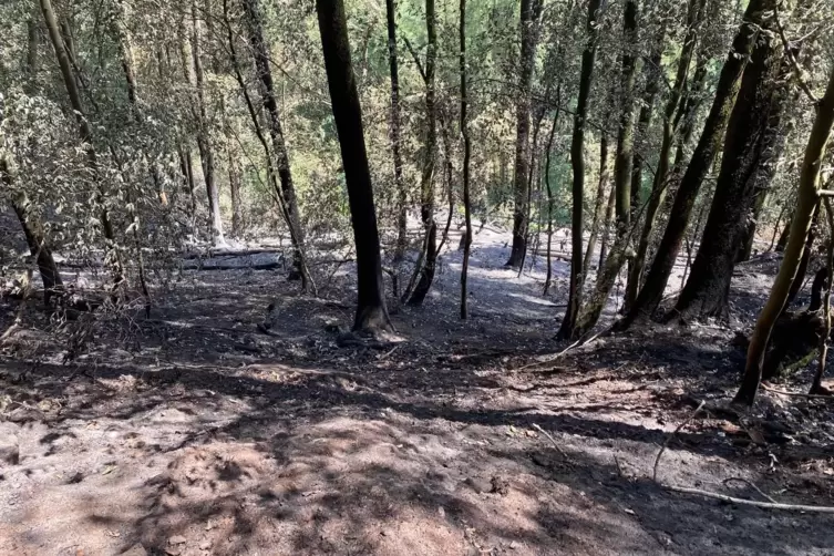 Ein Großteil der Bäume, die vom Brand geschädigt wurden, wird absterben. In den nächsten Tagen entscheidet sich, welche Bäume im