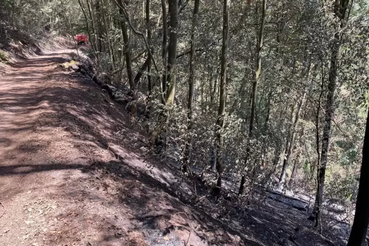 Das Feuer übersprang diesen Waldweg. Gestoppt wurde es von der Feuerwehr oben an der Bergkuppe. Dort führt der Felsenwanderweg v