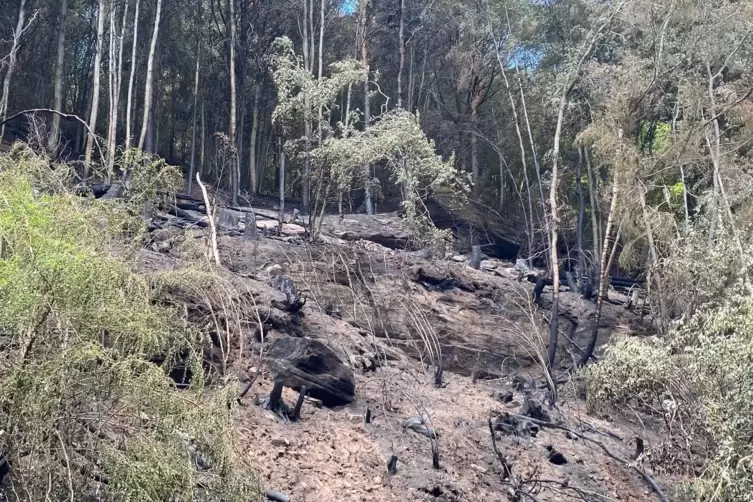 So sieht der Hang an der Bärenhalde nach dem Brand und dem Abzug der Feuerwehr aus. 