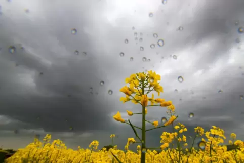 Zum Wochenstart drohen Gewitter. 