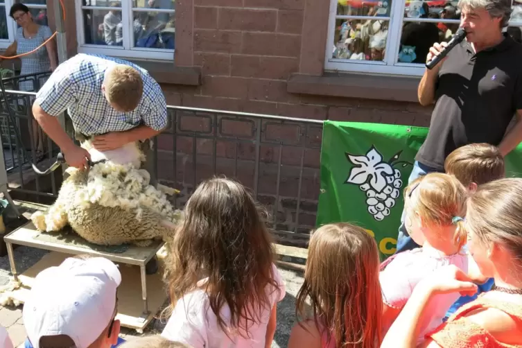 Beim Bauernmarkt werden Schafe geschoren. 