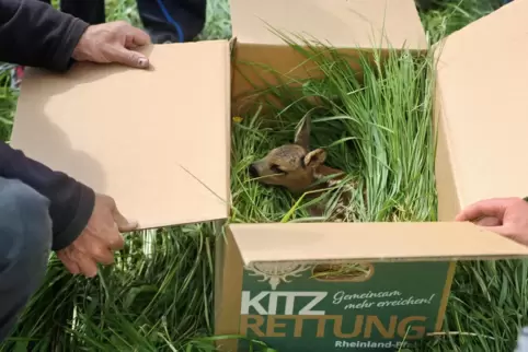 Die Ricke ist meist schnell zur Stelle, wenn das Kitz im hohen Gras im Randstreifen abgesetzt wird. 