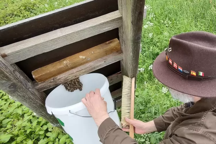 Vorsichtig sammelt Imker Rainer Frisch den Schwarm ein.