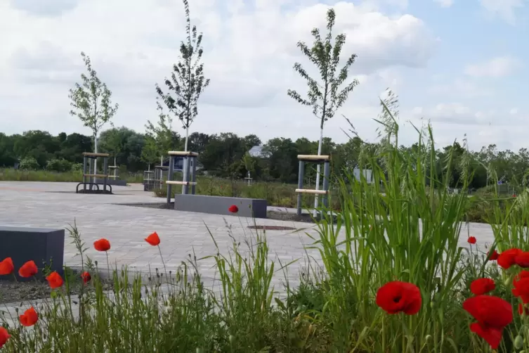 Mehr als 60 Straßenbäume wurden schon gepflanzt. Sie sollen wachsen und Schatten spenden, bis die ersten Bewohner einziehen.