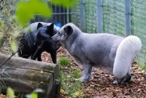 Samara (rechts, daneben Skadi) musste den Großteil ihres Lebens in einem kleinen Käfig verbringen.