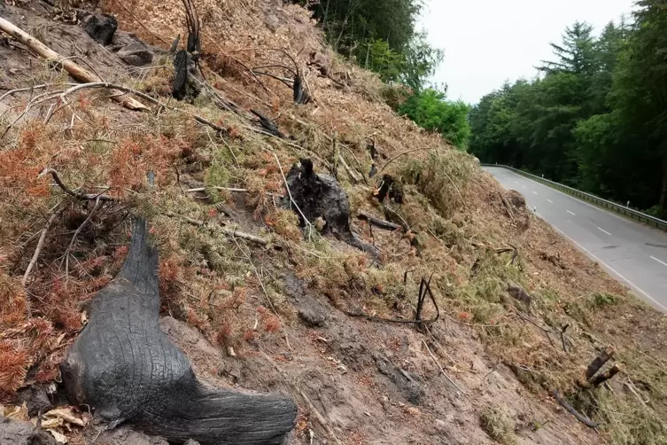 Die Fällarbeiten im Steilhang an der Bärenhalde hat die Firma Lahner fast abgeschlossen. Jetzt baut der Landesbetrieb Mobilität 