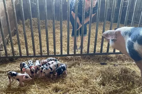 Die kleinen Schweinchen sind jetzt schon bunt gefleckt.