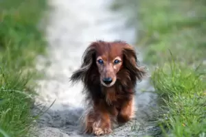 Sollten Hunde im Wald ohne Leine herumlaufen dürfen? 