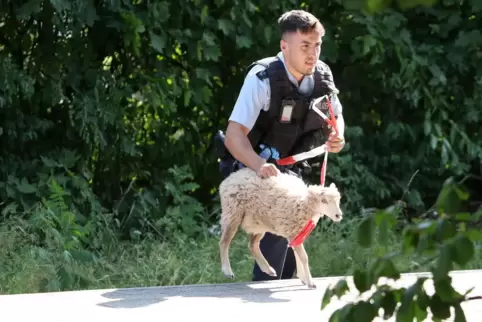 Verhaftet! Polizist mit jungem Schaf in Birkweiler. 