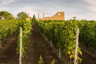 Wein spielt in der Pfalz die Hauptrolle: moderne Weine vor dem Hintergrund der alten römischen Villa rustica bei Bad Dürkheim-Un