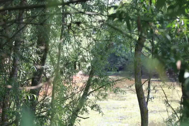 Das Pollichia-Grundstück unterhalb von Stauf ist ein Naturparadies.