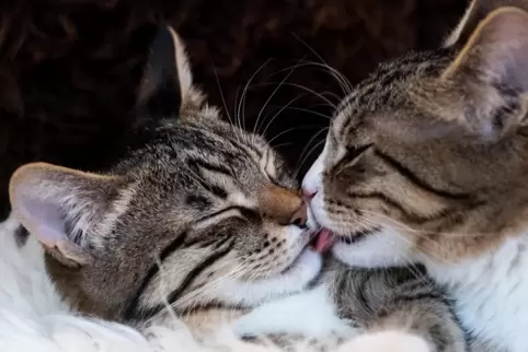 Katzenhalter sollen ihre Miezen kennzeichnen, registrieren und kastrieren lassen. 