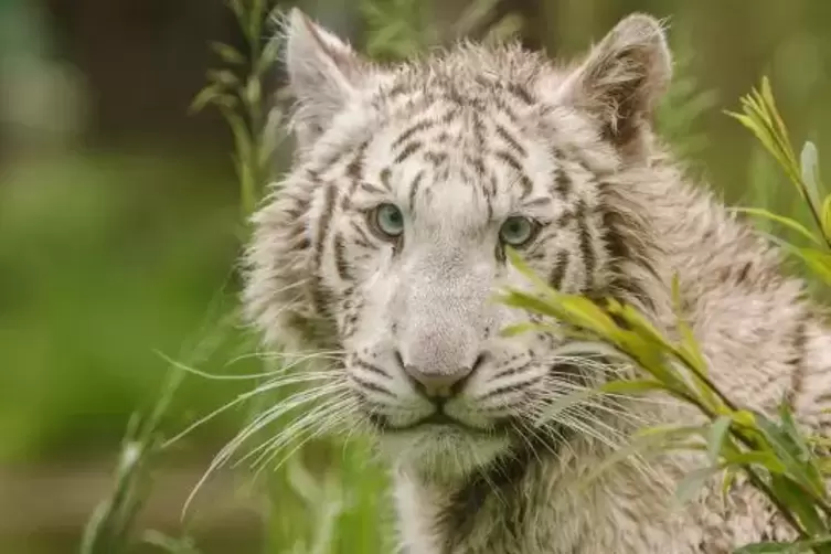 Tigerin Charlota kommt.