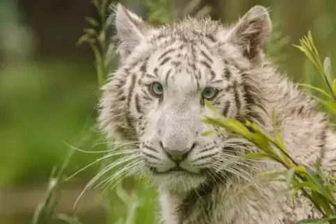 Tigerin Charlota kommt.