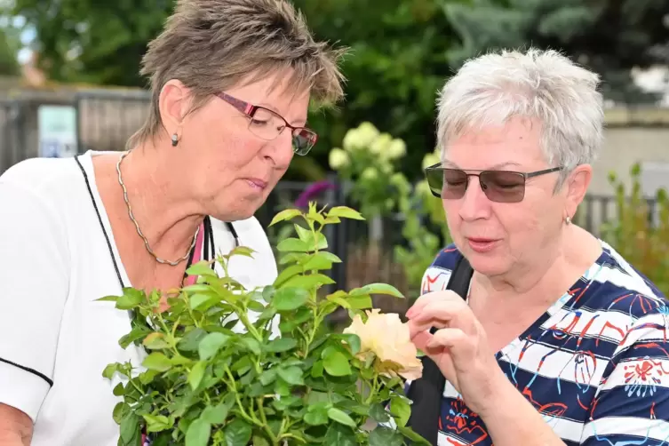 Marie Luise Zeitler und Ilse Zeitler aus Haßloch begutachten eine englische Duftrose am Stand der Baumschule Wilfried Müller. 