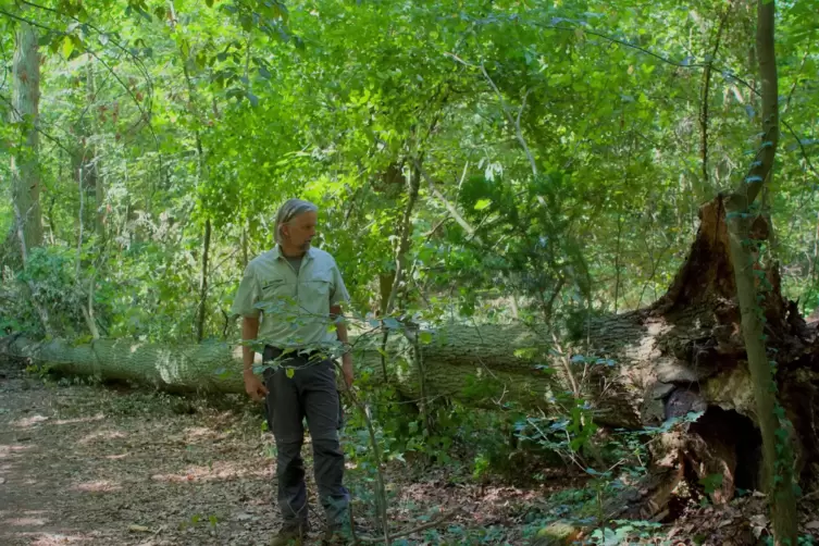 Die umgefallene Eiche im Schifferstadter Wald. Förster Georg Spang hat untersucht, warum sie umgefallen ist. 