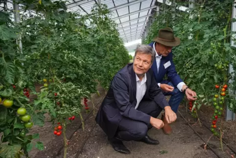 Endlich geht es mal nicht um Wärmepumpen: Wirtschaftsminister Robert Habeck geht für reife Tomaten in die Knie, hier auf dem For