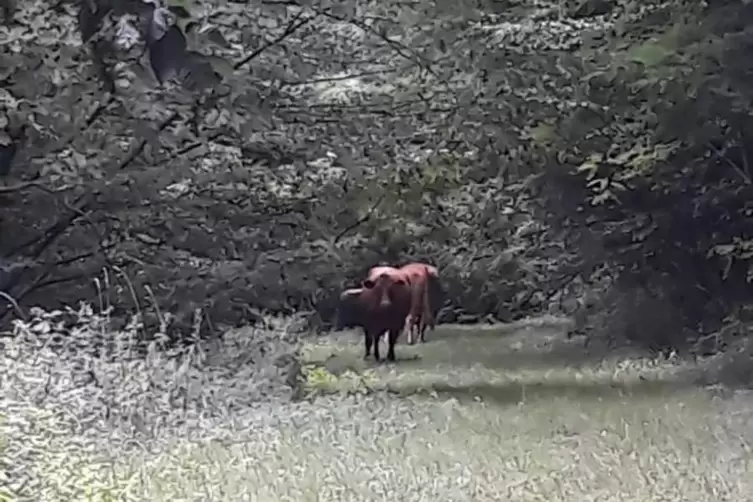 Die beiden Kühe sind seit drei Wochen im Wald unterwegs. 