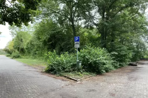 Zwei Bereiche: Vor dem Baumstamm darf geparkt werden, dahinter eigentlich nicht. Das gab Ärger. 